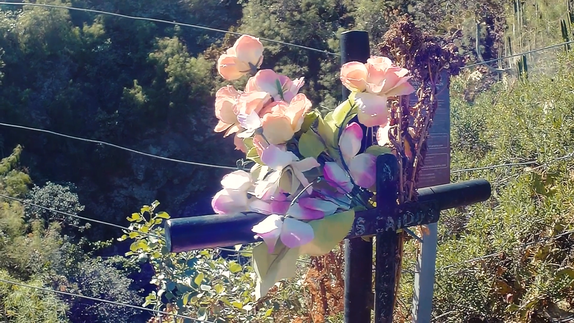 FLORES-STILL-003