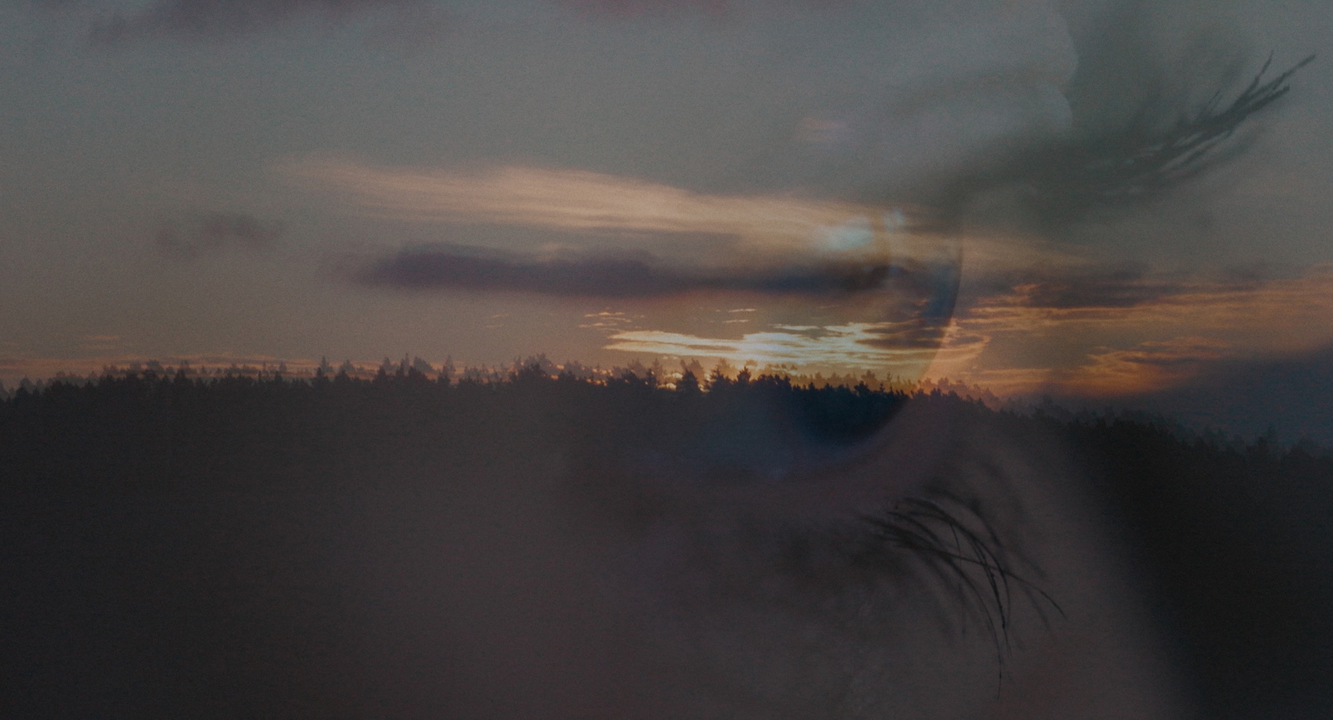 TheGoldenSwan_Stills_03_Nature_eye 300
